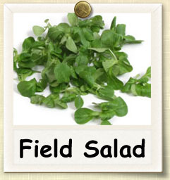 How to Grow Field Salad | Guide to Growing Field Salad