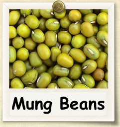 How to Sprout Mung Bean Seeds | Guide to Sprouting Mung Bean Seeds