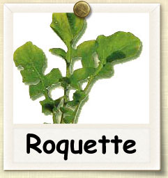 How to Grow Roquette  Guide to Growing Roquette