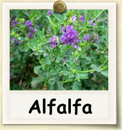 How to Sprout Alfalfa | Guide to Sprouting Alfalfa