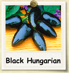 How to Grow Black Hungarian Pepper | Guide to Growing Black Hungarian Peppers