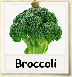 How to Grow Broccoli Sprouts | Guide to Growing Broccoli Sprouts