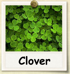 How to Grow Clover Sprouts | Guide to Growing Clover Sprouts