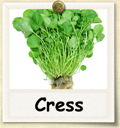 How to grow cress, Gardening advice
