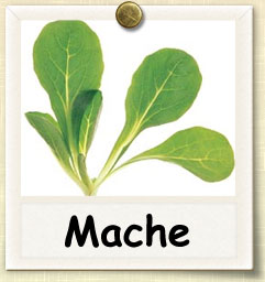 How to Grow Mache  Guide to Growing Mache