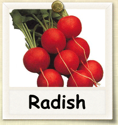 How to Grow Radish Sprouts | Guide to Growing Radish Sprouts