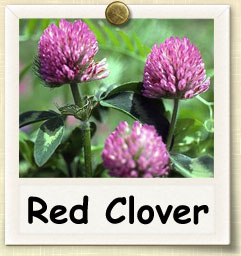 How to Grow Red Clover Sprouts | Guide to Growing Red Clover Sprouts