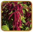 How to Grow Amaranth | Guide to Growing Amaranth