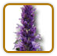 How to Grow Anise Hyssop | Guide to Growing Anise Hyssop