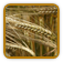 Organic Barley Seed | Seeds of Life