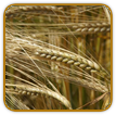 Heirloom Barley Seed | Seeds of Life