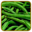 Organic Bean Seed | Seeds of Life