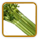 Organic Celery Seed | Seeds of Life