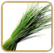 Organic Chive Seed | Seeds of Life