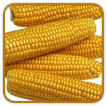 Heirloom Corn Seed | Seeds of Life