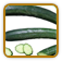 Organic Cucumber Seed | Seeds of Life
