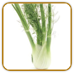 Organic Fennel Seed | Seeds of Life