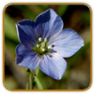 Heirloom Flax Seed | Seeds of Life