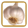 Organic Garlic Seed | Seeds of Life