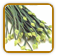 Heirloom Garlic Chive Seed | Seeds of Life
