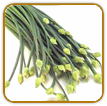 Organic Garlic Chive Seed | Seeds of Life