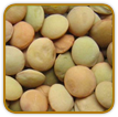 Organic Lentil Seed | Seeds of Life