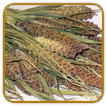 Heirloom Millet Seed | Seeds of Life