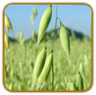 Organic Oat Seed | Seeds of Life