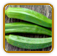 Organic Okra Seed | Seeds of Life