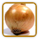 Organic Onion Seed | Seeds of Life