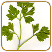 Organic Parsley Seed | Seeds of Life