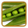 Heirloom Pea Seed | Seeds of Life