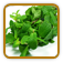 Organic Peppermint Seed | Seeds of Life
