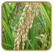 Organic Rice Seed | Seeds of Life