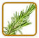 How to Grow Rosemary | Guide to Growing Rosemary