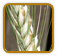 Organic Rye Seed | Seeds of Life
