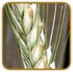 How to Grow Rye | Guide to Growing Rye