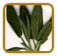 Organic Sage Seed | Seeds of Life