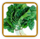 Organic Spinach Seed | Seeds of Life