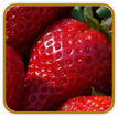 Heirloom Strawberry Seed | Seeds of Life