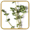 Organic Thyme Seed | Seeds of Life