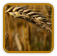 Heirloom Wheat Seed | Seeds of Life