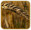 Organic Wheat Seed | Seeds of Life